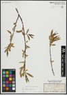 Foto von Salix alba L. x Salix fragilis L.